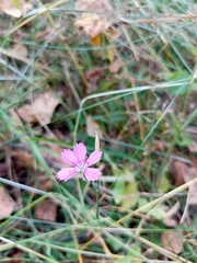 Dianthus deltoides