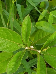 Alternanthera ficoidea