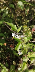 Solanum furcatum