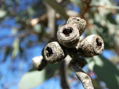 Eucalyptus pauciflora