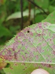 Pucciniastrum areolatum