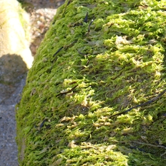 Ulva