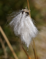Eriophorum