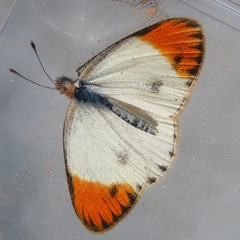 Colotis