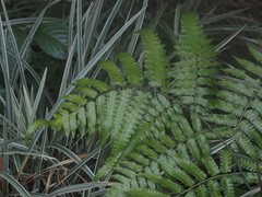 Diplazium dilatatum