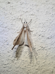 Neoteristis paraphanes