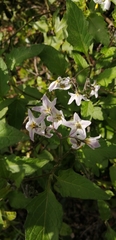 Solanum furcatum