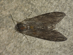 Agrius convolvuli