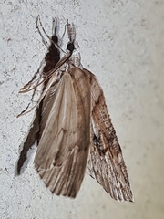 Neoteristis paraphanes