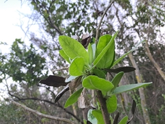 Acrisione denticulata