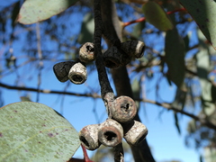 Eucalyptus pauciflora