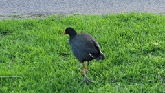 Gallinula tenebrosa