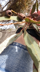 Eucalyptus incrassata
