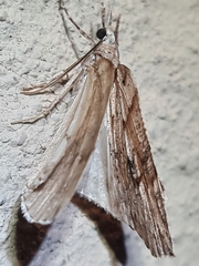 Neoteristis paraphanes