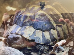 Testudo hermanni