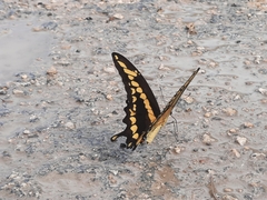 Papilionini