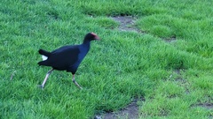 Porphyrio melanotus