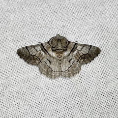 Hypobapta diffundens