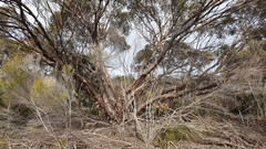 Eucalyptus incrassata