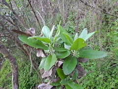 Acrisione denticulata