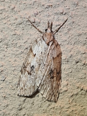Neoteristis paraphanes