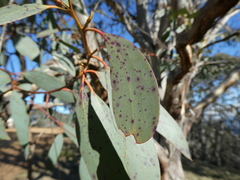 Eucalyptus pauciflora