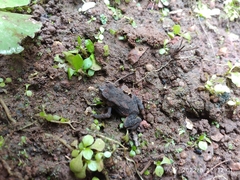Anura