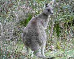 Macropus giganteus