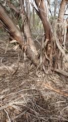 Eucalyptus incrassata