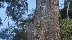 Trichoglossus moluccanus