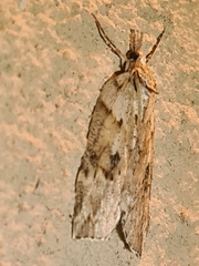 Neoteristis paraphanes