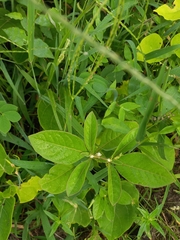 Alternanthera ficoidea