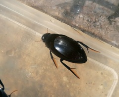 Hydrophilus pistaceus