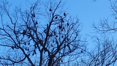 Pteropus poliocephalus