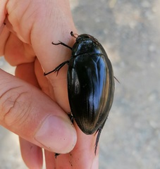 Hydrophilus pistaceus