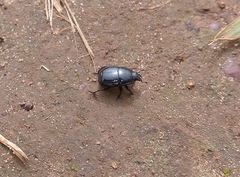 Histeridae