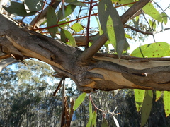 Eucalyptus pauciflora