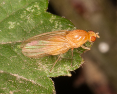 Lauxaniidae