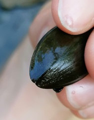 Hydrophilus pistaceus