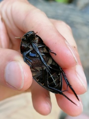 Hydrophilus pistaceus