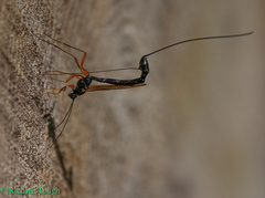 Pimpla rufipes