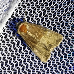 Mesoligia furuncula