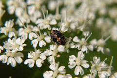 Anthrenus scrophulariae