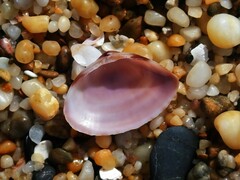 Mactra pusilla