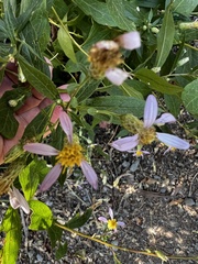 Eucephalus engelmannii