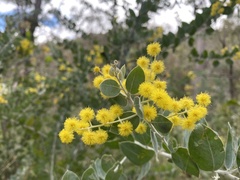 Acacia podalyriifolia