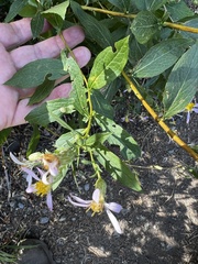 Eucephalus engelmannii