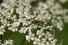 Anthrenus scrophulariae