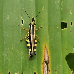 Traulia azureipennis