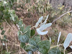 Acacia podalyriifolia